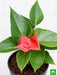 anthurium (red) - plant