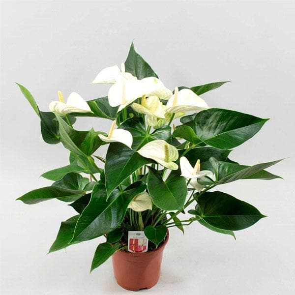 anthurium plant buy online Buy Anthurium (White)
