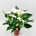 anthurium (white) - plant