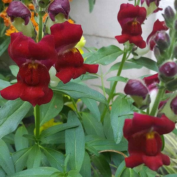 antirrhinum - plant