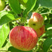 apple - plant