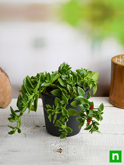 heartleaf ice plant succulent care Buy Aptenia, Heartleaf Ice