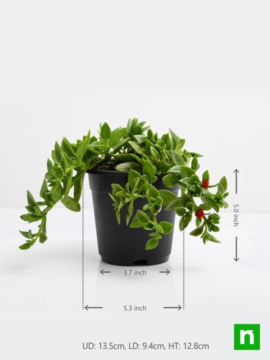 aptenia - plant