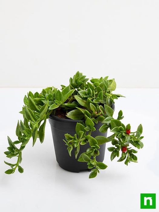 heartleaf ice plant succulent Buy Aptenia, Heartleaf Ice