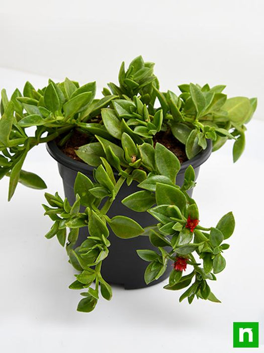 heartleaf ice plant succulent Buy Aptenia, Heartleaf Ice