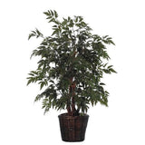 Aralia Black - Plant