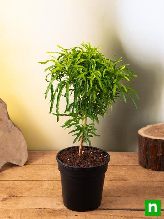 aralia plant indoors Buy Aralia Golden