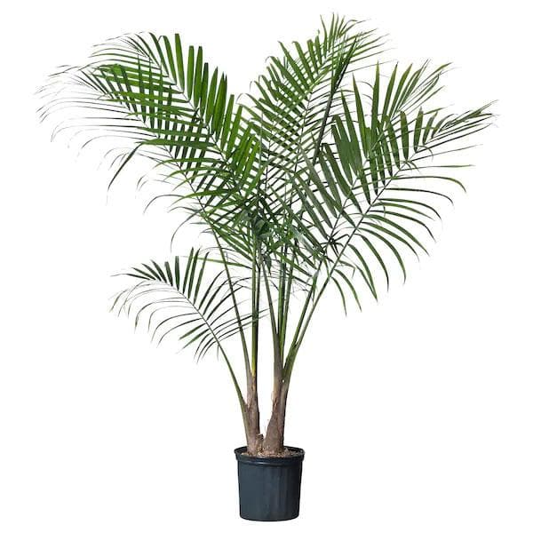 king palm - plant