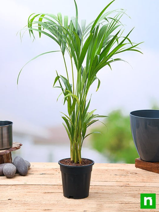 big areca palm online Buy Areca Palm