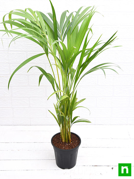 areca palm plant online india Buy Areca Palm