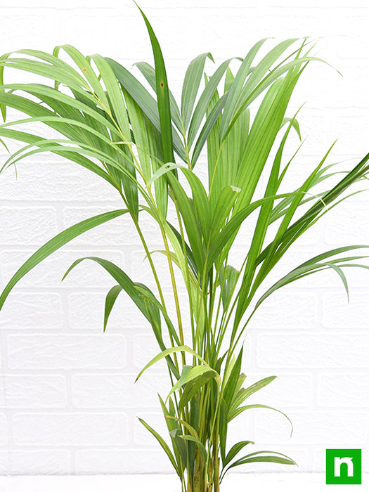 areca palm - plant