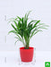 areca palm (small) - plant