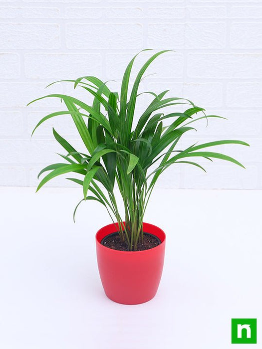 areca palm (small) - plant