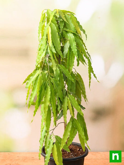 ashoka tree - plant