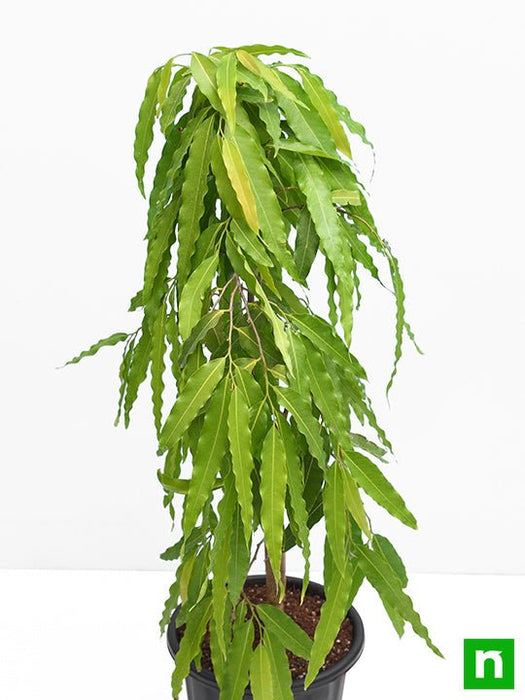 ashoka plant in pot Buy Ashoka Tree, Pendula Ashok
