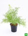 asparagus densiflorus - plant