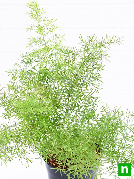 asparagus densiflorus - plant