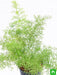 asparagus densiflorus - plant