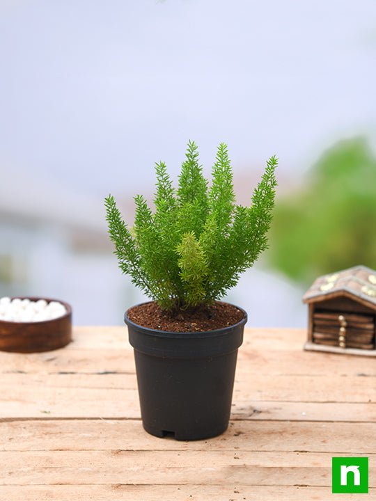 asparagus meyeri - plant