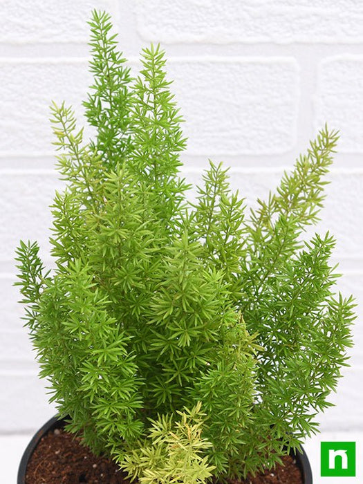 asparagus meyeri - plant