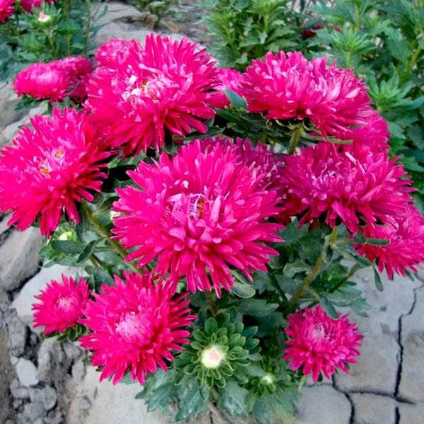 Buy Aster Plants online from Nurserylive at lowest price.