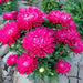 aster (pink) - plant