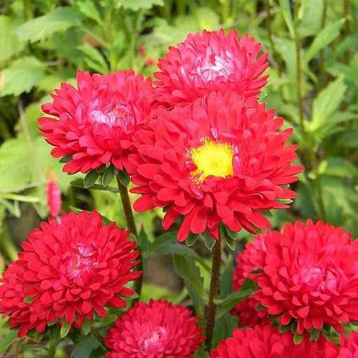 aster (red) - plant
