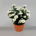 aster (white) - plant