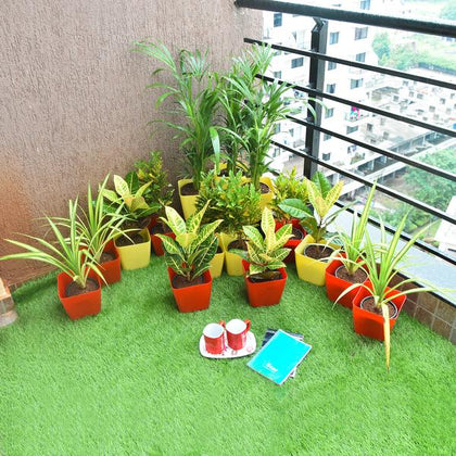 best potted plants for sunny balcony Buy Attractive Foliage Plants for a Sunny Balcony Garden online from  Nurserylive at lowest price