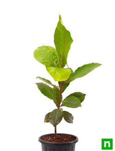 Buy Badam Tree, Indian Almond Tree, Terminalia catappa - Plant online ...