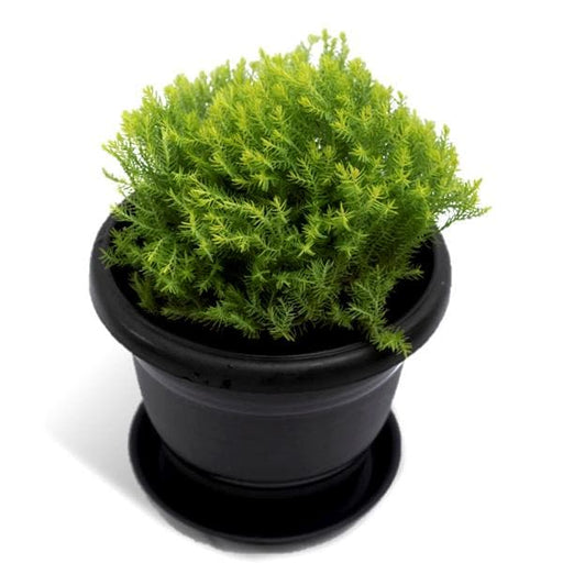 ball cypress - plant