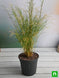 Product image thumbnail 2