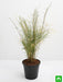 bamboo grass - plant