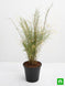 Product image thumbnail 4