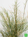 Product image thumbnail 5