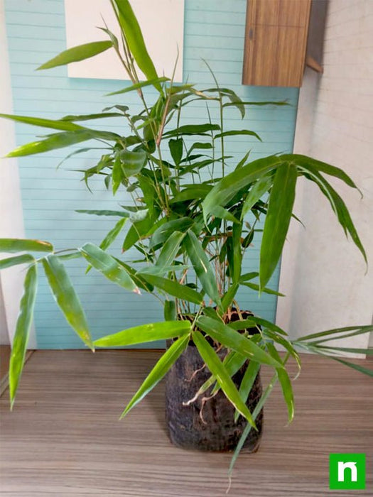 bambusa bambos - plant