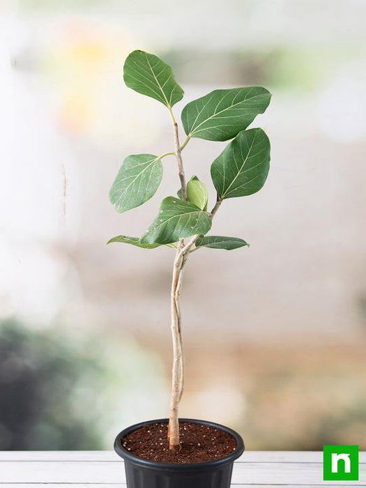 banyan house plant Buy Banyan Tree, Ficus benghalensis