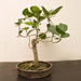 banyan tree bonsai - plant