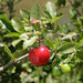 barbados cherry tree - plant