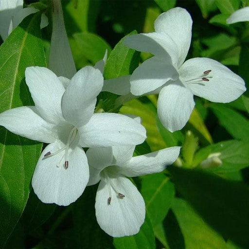 barleria (white) - plant