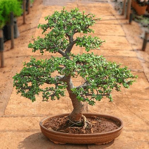 basic bonsai techniques - workshop