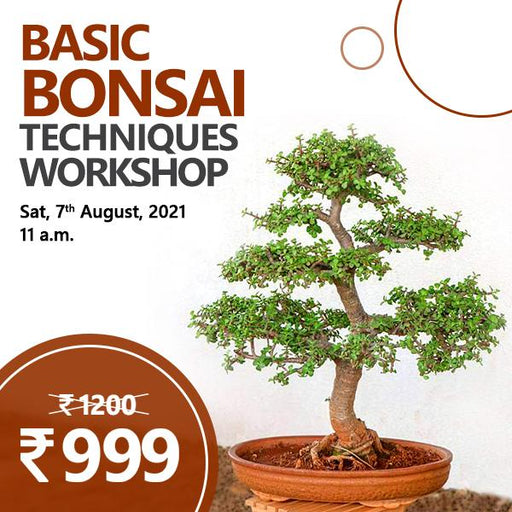 basic bonsai techniques - workshop