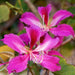 bauhinia orchid lily (pink) - plant