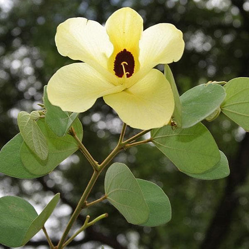 bauhinia tomentosa - plant