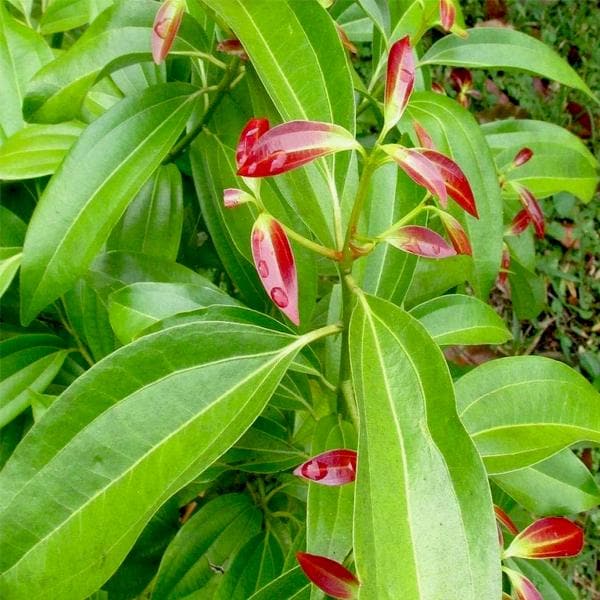 true cinnamon plant Buy True Cinnamon, Bay Leaf, Tamala Patram