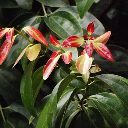 cinnamon plant in india Buy Indian Cinnamon