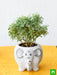 beautiful aralia plant with cute ceramic pot 