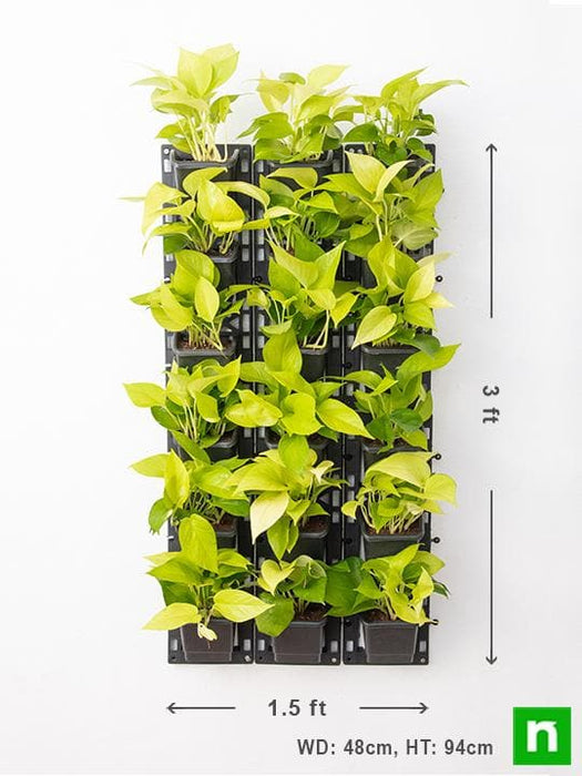 money plant vertical garden Buy Beautiful Golden Foliage Plants for Vertical Garden online from Nurserylive at lowest price