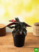 angel wing begonia (pink) - plant