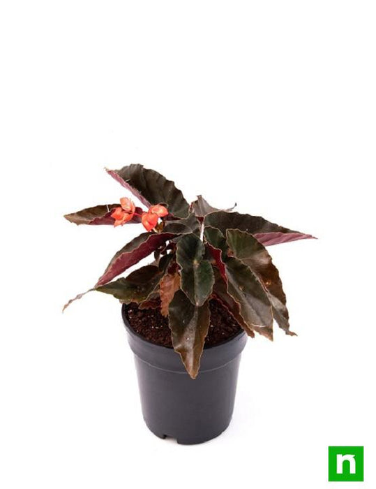 angel wing begonia (pink) - plant